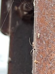 Tetragnatha montana