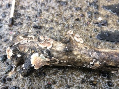 Peniophora incarnata