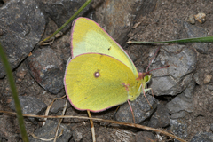 Colias occidentalis