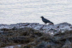 Corvus brachyrhynchos brachyrhynchos
