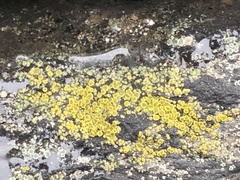 Candelariella