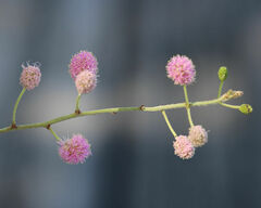 Mimosa asperata