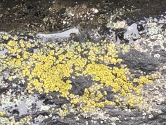 Candelariella