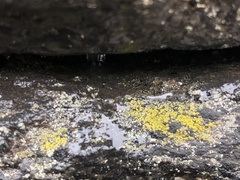 Candelariella