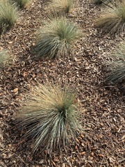 Festuca californica