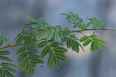 Mimosa asperata