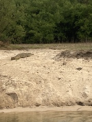 Crocodylus niloticus