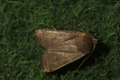 Conistra erythrocephala