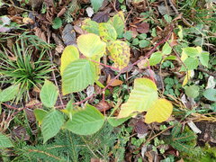 Rubus polonicus