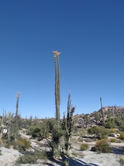 Fouquieria columnaris