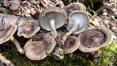Lentinus substrictus
