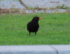 Turdus merula