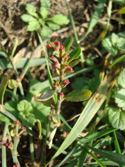 Polygonum aviculare