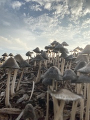 Coprinellus flocculosus