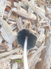 Coprinellus flocculosus