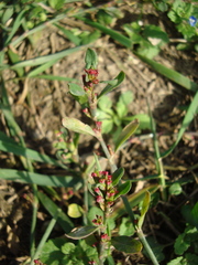 Polygonum aviculare