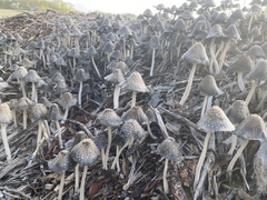 Coprinellus flocculosus