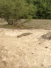 Crocodylus niloticus