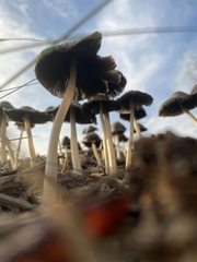 Coprinellus flocculosus