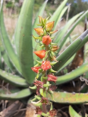 Echeveria coccinea