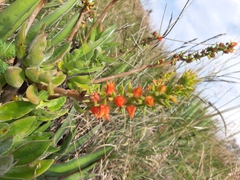 Echeveria coccinea