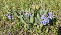 Mertensia oblongifolia