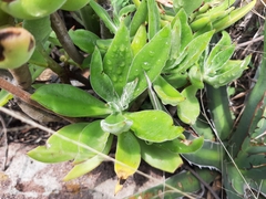 Echeveria coccinea