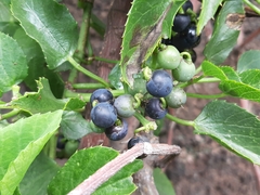 Cissus verticillata