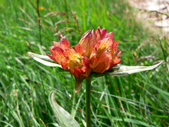 Gentiana × gaudiniana