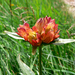 Gentiana × gaudiniana - Photo (c) Mario Bassini, algunos derechos reservados (CC BY), subido por Mario Bassini