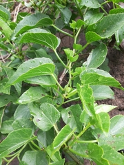 Cissus verticillata