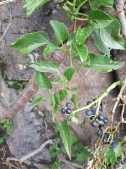 Cissus verticillata
