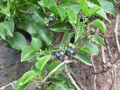 Cissus verticillata