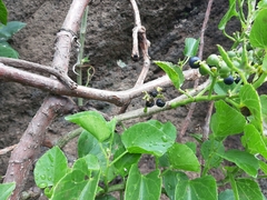 Cissus verticillata