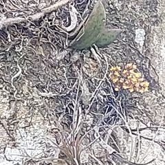 Trichocentrum pumilum