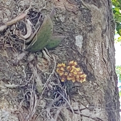 Trichocentrum pumilum
