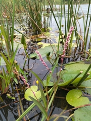 Persicaria madagascariensis