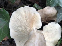 Clitocybe nebularis