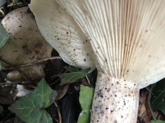 Clitocybe nebularis