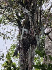 Philodendron spiritus-sancti