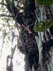 Philodendron spiritus-sancti