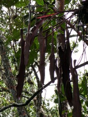 Philodendron spiritus-sancti