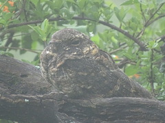 Chordeiles acutipennis