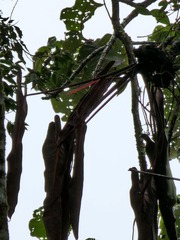 Philodendron spiritus-sancti