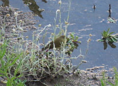 Phylloscopus collybita