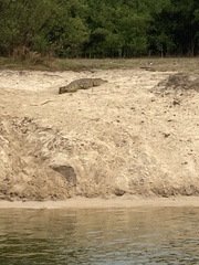 Crocodylus niloticus