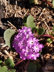 Abronia villosa