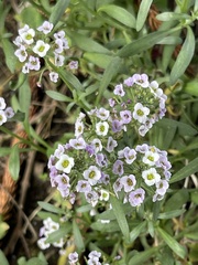 Lobularia