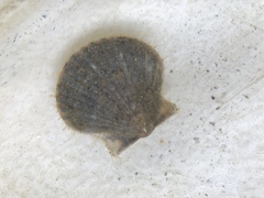 Argopecten irradians