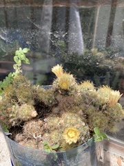 Mammillaria prolifera